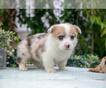 Small Photo #28 Pembroke Welsh Corgi Puppy For Sale in NEW CONCORD, OH, USA