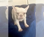 Small Photo #27 French Bulldog Puppy For Sale in DETROIT, MI, USA