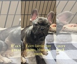Small Photo #4 French Bulldog Puppy For Sale in TYLER, TX, USA