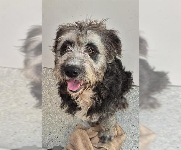 Medium Photo #1 Poodle (Standard)-Unknown Mix Puppy For Sale in Lodi, CA, USA