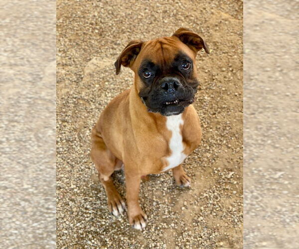 Medium Photo #1 Boxer Puppy For Sale in Austin, TX, USA
