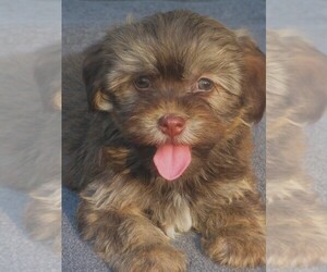 Havanese Puppy for sale in WILSON, NY, USA
