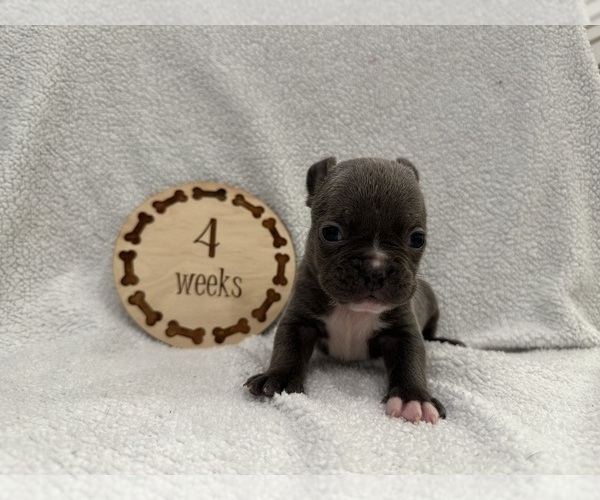 Medium Photo #1 Faux Frenchbo Bulldog Puppy For Sale in RIDGEVILLE, SC, USA
