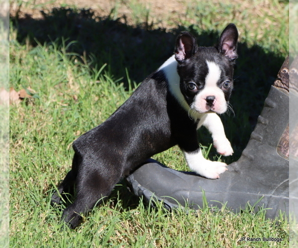 Medium Photo #8 Boston Terrier Puppy For Sale in WINNSBORO, TX, USA