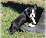Elliot - Male Boston Terrier Puppy for Sale - Photo #8