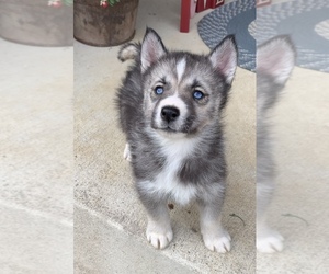 Siberian Husky Puppy for sale in BEAVER, OH, USA