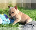 Small #3 French Bulldog