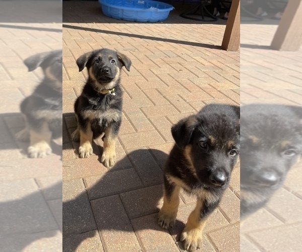 Medium Photo #15 German Shepherd Dog Puppy For Sale in KENNESAW, GA, USA