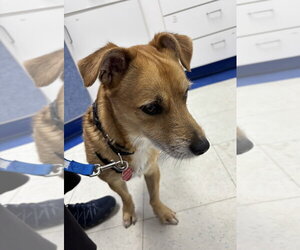 Nachos - Male Unknown-Wheaten Terrier Mix Dog for Adoption - Photo #3