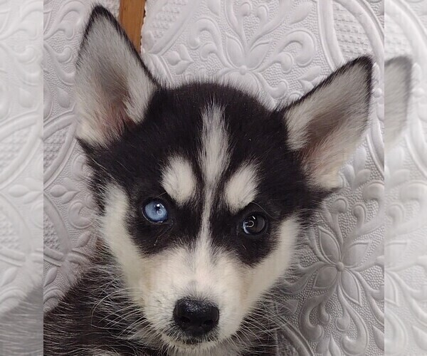 Medium Photo #4 Siberian Husky Puppy For Sale in MOUNT AYR, IA, USA