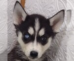 Small Photo #4 Siberian Husky Puppy For Sale in MOUNT AYR, IA, USA