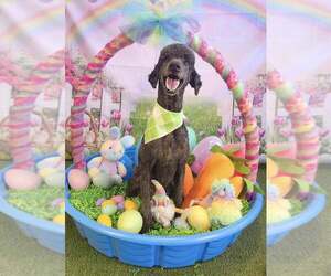 Poodle (Standard) Dogs for adoption in Lee's Summit, MO, USA