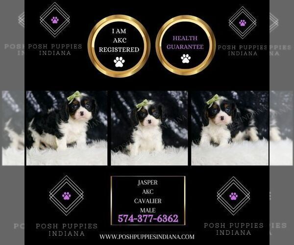 Medium Photo #2 Cavalier King Charles Spaniel Puppy For Sale in WARSAW, IN, USA