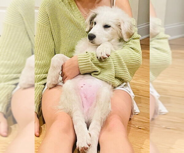 Medium Photo #8 Great Pyrenees Puppy For Sale in Doylestown, PA, USA