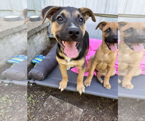 Mutt Dogs for adoption in Milwaukie, OR, USA