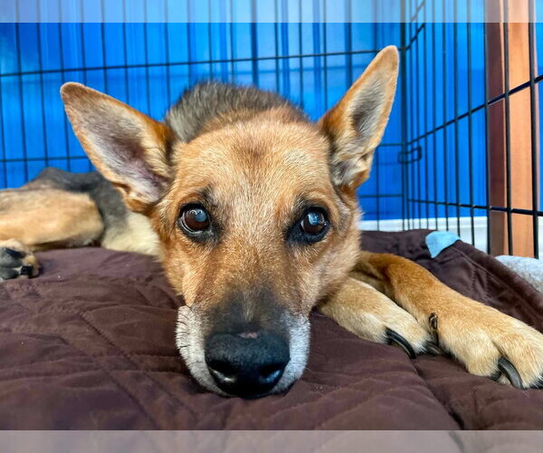 Medium Photo #1 German Shepherd Dog-Unknown Mix Puppy For Sale in Boonton, NJ, USA