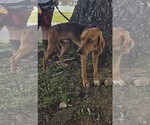 Small #2 Mutt