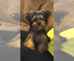 Mother of the Yorkshire Terrier puppies born on 04/02/2026