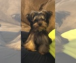 Small Photo #1 Yorkshire Terrier Puppy For Sale in LITTLE RIVER, SC, USA
