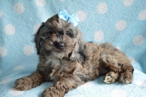 Cock-A-Poo Puppy for sale in HONEY BROOK, PA, USA