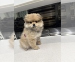 Small #1 Pomeranian