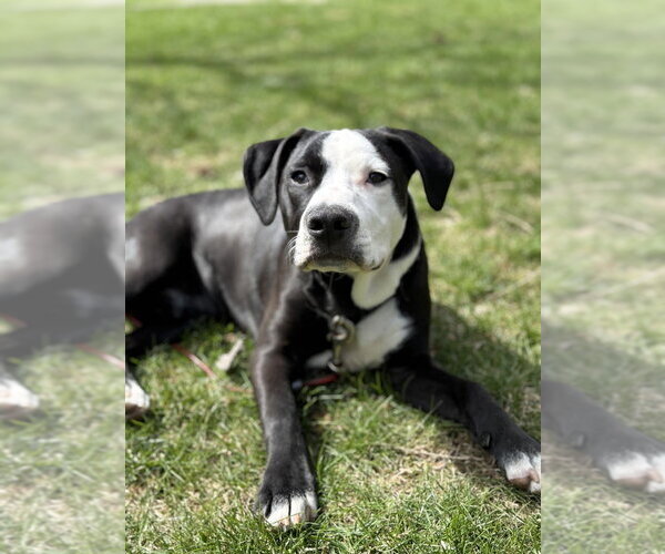 Medium Photo #33 American Pit Bull Terrier-Labrador Retriever Mix Puppy For Sale in Brewster, NY, USA