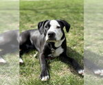 Small #32 American Pit Bull Terrier-Labrador Retriever Mix