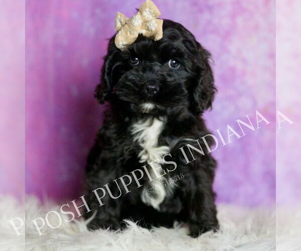 Medium Photo #1 Cavapoo (Miniature) Puppy For Sale in WARSAW, IN, USA