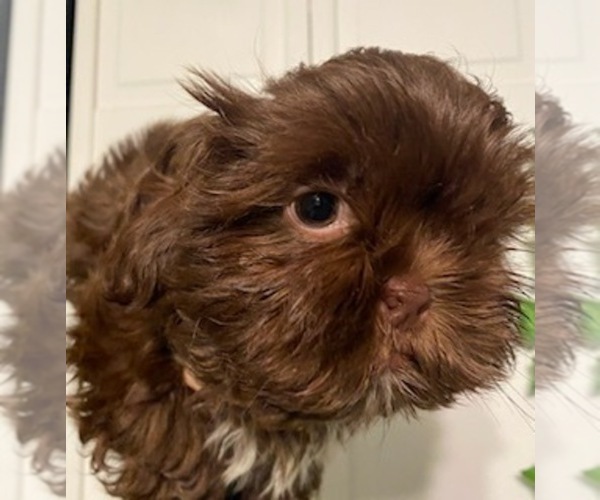 Medium Photo #1 Shih Tzu Puppy For Sale in PAWTUCKET, RI, USA