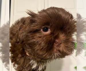 Shih Tzu Puppy for sale in PAWTUCKET, RI, USA