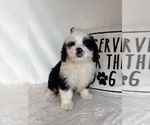 Max - Male Bernedoodle Puppy for Sale - Photo #2