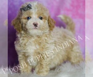 Medium Poodle (Toy)