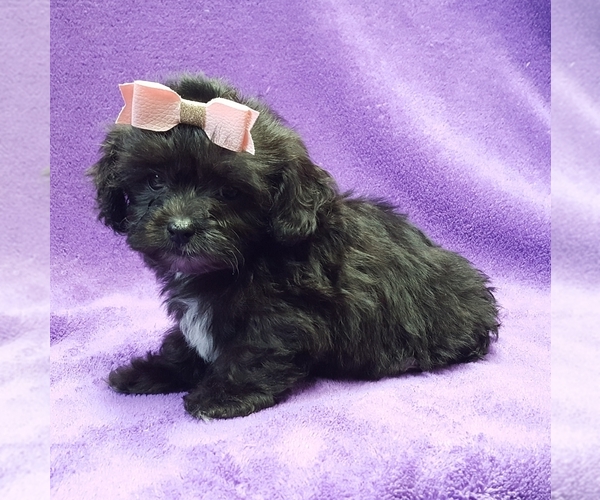 Medium Photo #17 ShihPoo Puppy For Sale in BUFFALO, MO, USA