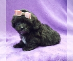 Small Photo #17 ShihPoo Puppy For Sale in BUFFALO, MO, USA