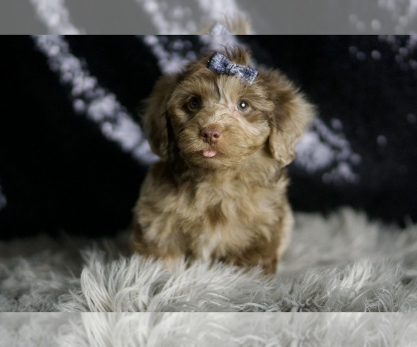 Medium Photo #3 YorkiePoo Puppy For Sale in WARSAW, IN, USA