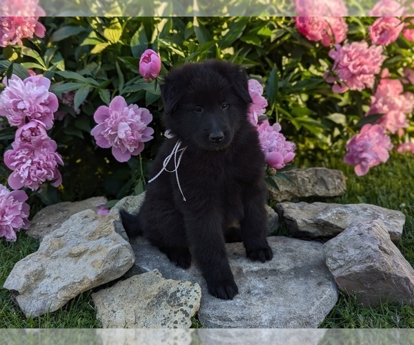 Medium Photo #16 Belgian Sheepdog Puppy For Sale in HAMILTON, MO, USA