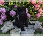Small #15 Belgian Sheepdog