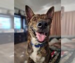 Small #4 Dutch Shepherd  Mix