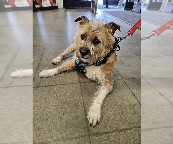 Medium Photo #15 Mutt Puppy For Sale in Silver Spring, MD, USA