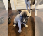 Small Photo #21 Sharberian Husky-Unknown Mix Puppy For Sale in ALEXANDRIA, IN, USA