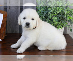 Puppy Forest English Cream Golden Retriever