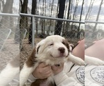 Small #6 Border Collie