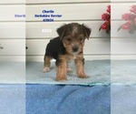 Puppy Charlie Yorkshire Terrier