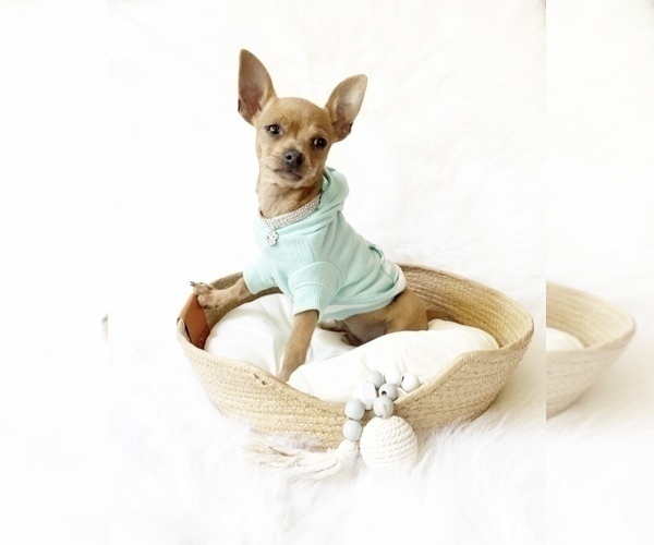 Medium Photo #2 Chihuahua Puppy For Sale in SACRAMENTO, CA, USA
