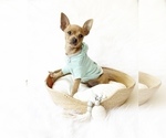 Small #1 Chihuahua