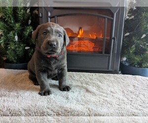 Medium Labrador Retriever