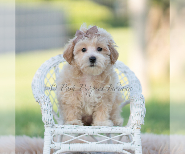 Medium Photo #68 Maltipoo (Miniature) Puppy For Sale in WARSAW, IN, USA
