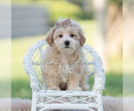 Small Photo #68 Maltipoo (Miniature) Puppy For Sale in WARSAW, IN, USA
