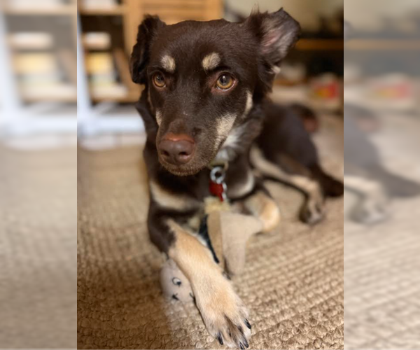 Medium Photo #1 Chiranian Puppy For Sale in San Diego, CA, USA