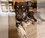 Rufus - Male Chiranian Dog for Adoption - Small photo